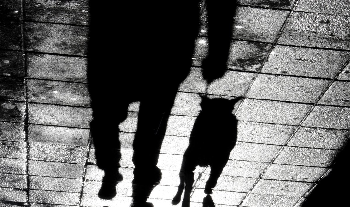 REGULEERIMATA: Kuna Eestis ei ole ei zoofiilia ega loomaporno tootmine seadustes kuidagi reguleeritud, tegutsevad ka loomade inimestele kupeldajad moraalselt hallis, kuid mitte ebaseaduslikus alas.