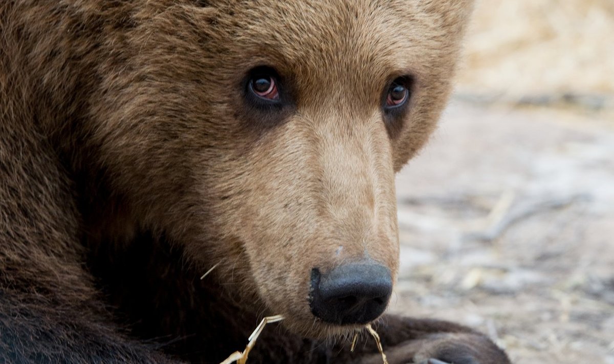 Karuga metsas kohtudes tuleb säilitada rahu ja püüda looma mitte häirida.