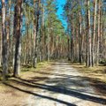 Жители Таллинна смогут принимать в Нымме „лесные ванны“