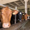 Eesti piimatootjad peavad EL-i piimakvoodi ületamise eest trahvi maksma