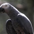 Hollandi maavärina ainukeseks ohvriks osutus papagoi Peter