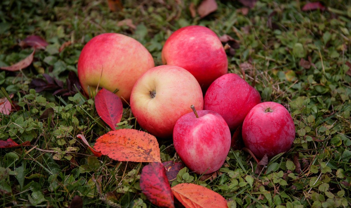 Kodumaised õunad on valmis - kas jätta need puuviljasuhkru ümber leviva kõmu tõttu söömata?