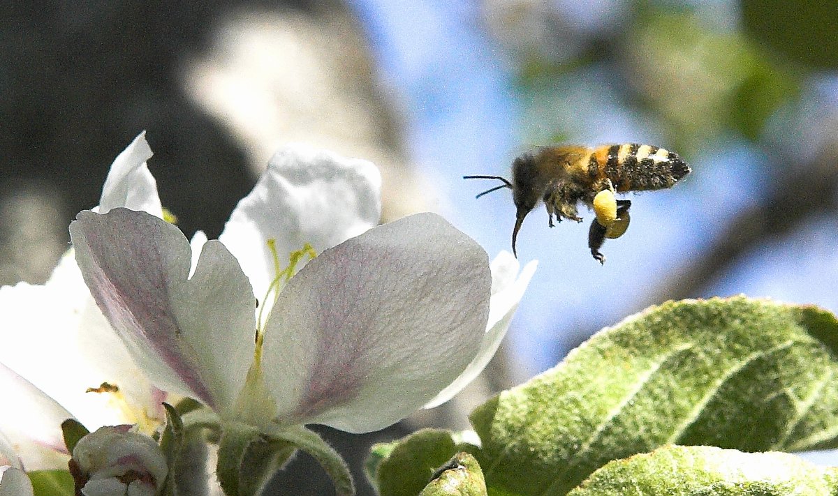 Mesilane õunapuuõiel. Foto on illustratiivne.