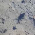 ВИДЕО | Скорпионы в речке Пирита? Туровский: это сигнализирует о чистоте водоема