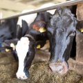 Почти 400 молочных ферм в Эстонии могут закрыться в этом году