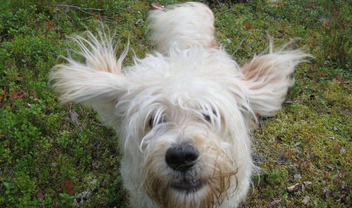 Ekströmi marsi ajal kolmeks päevaks ära kadunud koer Pätu