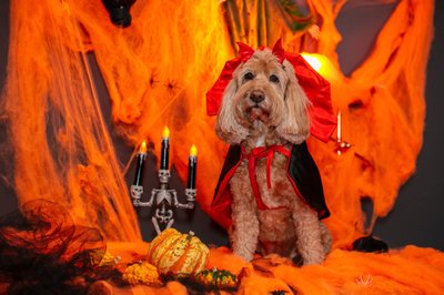 Trikikoerte Halloweeni pidu