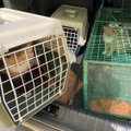 Järjekordne lakkamatult paljunev koloonia: vabatahtlikud tõid koledatest oludest ära 10 kassi