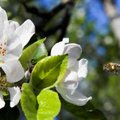 Mesilased toodavad linnas rohkem mett kui maal