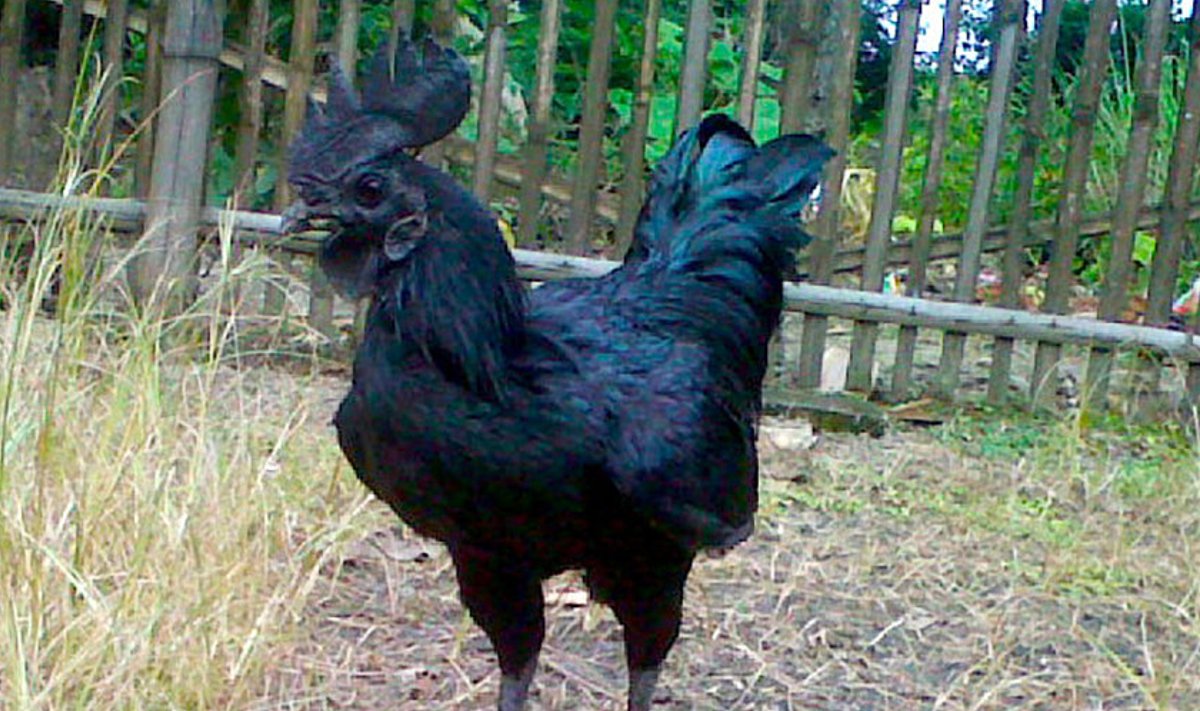 Ayami Cemani tõugu kukk, kes on üleni must tänu pigment melaniinile.