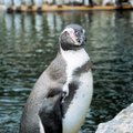 Müstilise põhjuse läbi surid Kanada loomaaias uppumissurma korraga 7 pingviini