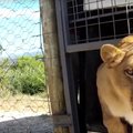 Pisarateni liigutav VIDEO: Tsirkusest päästetud loomad ei suuda esimesi samme vabaduses astudes oma õnne uskuda