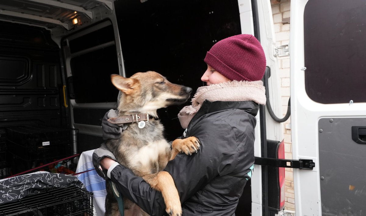 Ukrainast päästetud koer