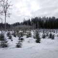 Mari Kartau: kohtuotsused lõpetavad metsamajandamise