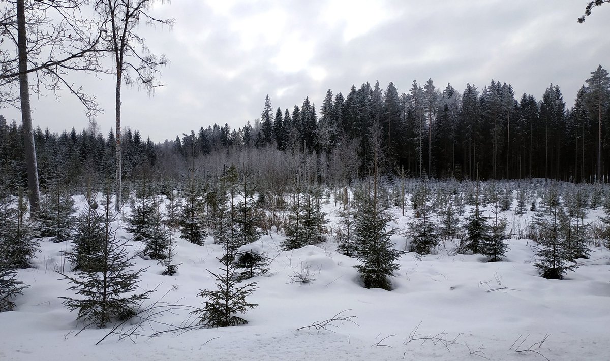 Istutatud mets pakub pudu kõrval elupaika elurikkusele ja seob süsinikku.