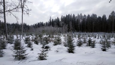 Mari Kartau: kohtuotsused lõpetavad metsamajandamise