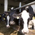 Venelaste vastus impordipiirangutele: ostame suure raha eest lehmi