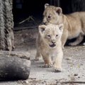 VIDEO: Kolumbia ja Peruu tsirkustest päästeti 33 lõvi