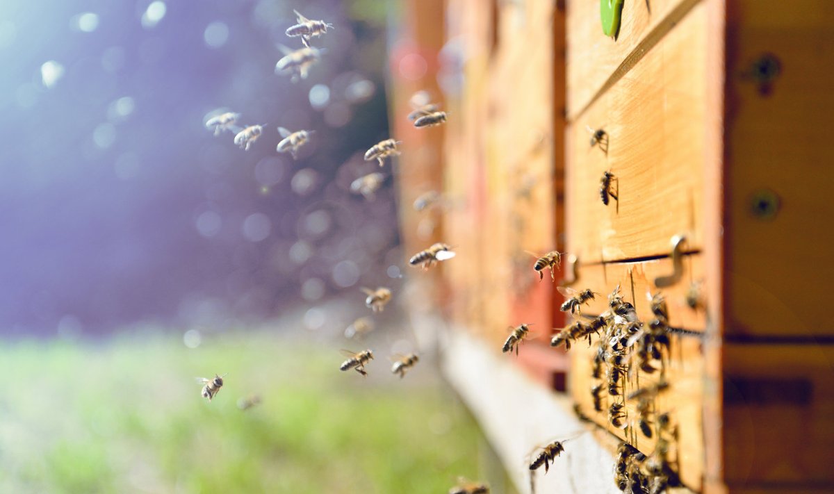 Mesilased tööhoos