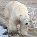 Звездная пара Таллиннского зоопарка больше не вступит в „отношения“: медведю подыскивают новую невесту