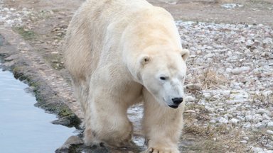 Звездная пара Таллиннского зоопарка больше не вступит в „отношения“: медведю подыскивают новую невесту