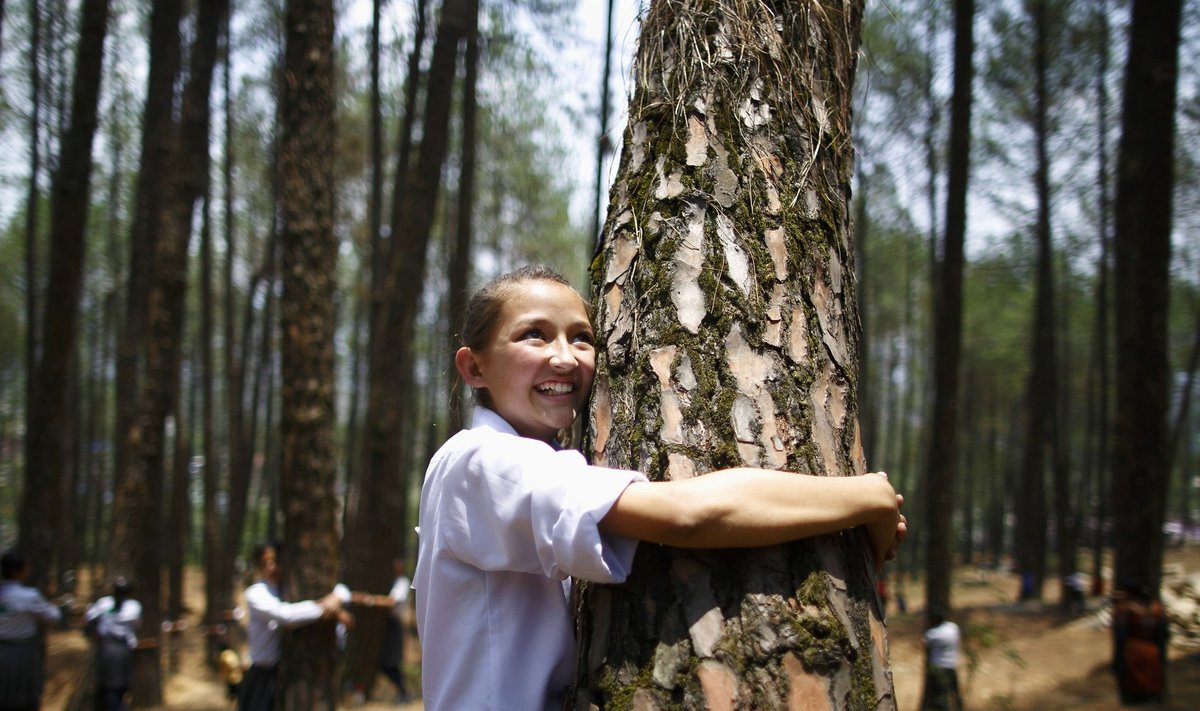 Girl hugs a tree as she takes part in an attempt to break the Guinness World Record for the most number of people hugging trees for two minutes in Kathmandu