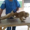VIDEO: Terves kehas terve vaim? Dresseeritud makaak teeb eeskujulikult jõutrenni