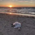 Eesti randadest on kokku korjatud üle 400 surnud luige, teateid neist tuleb rohkemgi