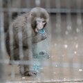 Volkswagen vabandas ahvide heitgaasidega mürgitamise pärast