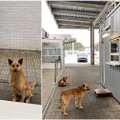 ФОТО |  Забавный случай: собаки на погранпункте Койдула „попросили“ разрешения перейти через границу  
