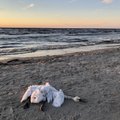 Eesti randadest on kokku korjatud üle 400 surnud luige