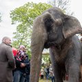 Loomakaitsjad otsivad Viikna elevandi Medi surma süüdlast