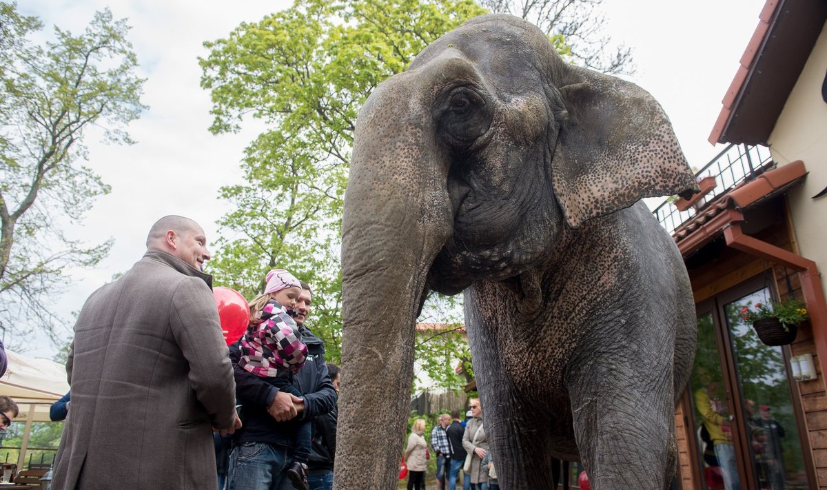 Mai lõpus lõbustas elevant Medi Viimsis veel huvilisi, ent loomakaitsjate arvates oleks ta juba siis võinud pensionile minna.
