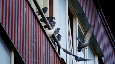 Sotsiaalmaja elanik valutab südant rõdule lõksu jäänud tuvipoegade pärast: nad on siiani ohus ja keegi ei sekku!