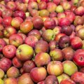 На этих выходных в Таллинне пройдет ежегодный фестиваль яблок