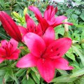 ФОТО читателя Delfi: Летом сады пестрят цветами