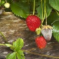 Hahkhallitus levib kiiresti ja hävitab maasikasaagi päevadega, mida teha?