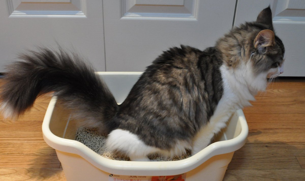 Tubli kass teab, millised on korrektsed tualetikombed.