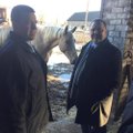 FOTOD: Maaeluminister: ajalooline Tori hobusekasvandus tuleb säilitada