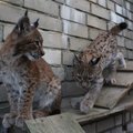 Читайте, как животные в Таллинском зоопарке получают имена