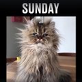 Fantastiline VIDEO | Milline näeb kassi arust sinu nädal välja?