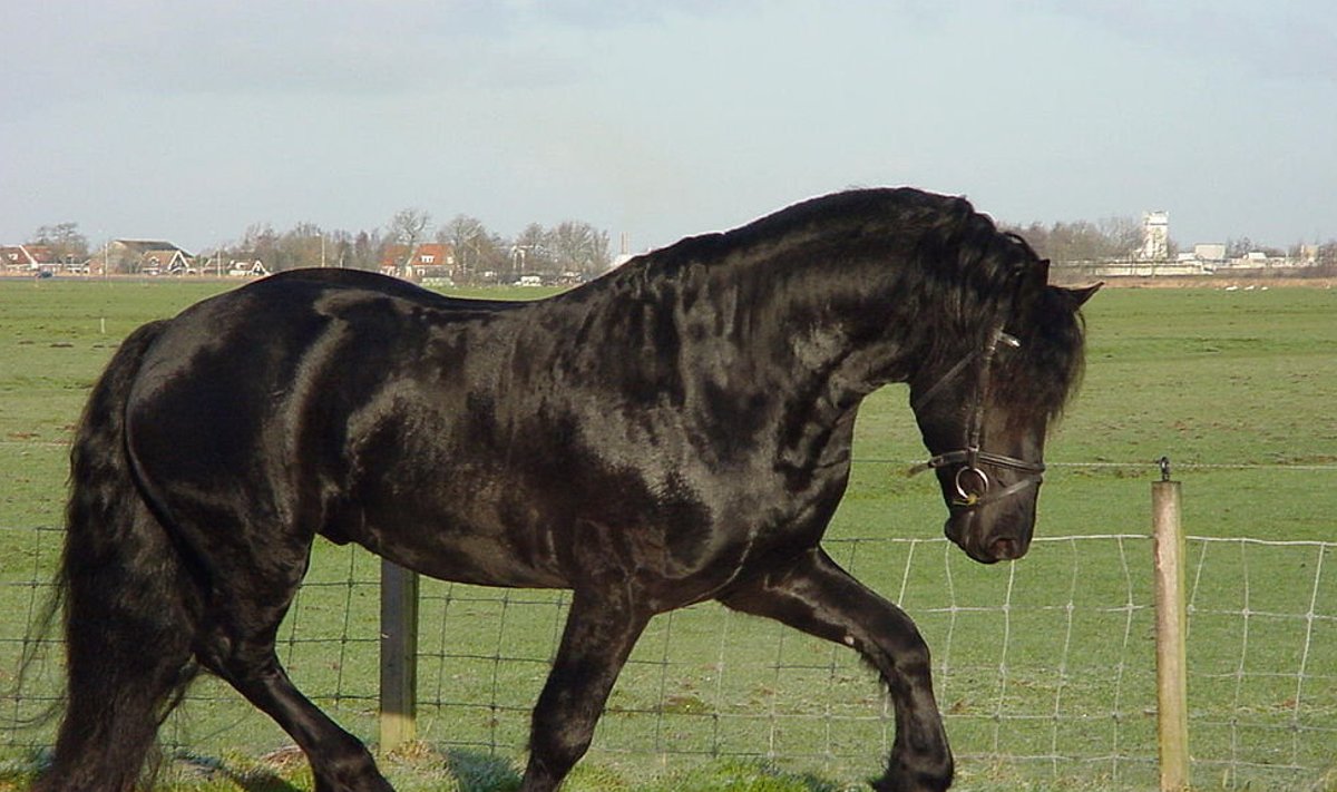 Friisi hobune.