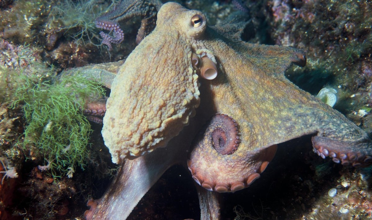 Kaheksajalg