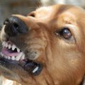 Õpi lugema koera kehakeelt: märgid, mis näitavad, et koer võib sind rünnata