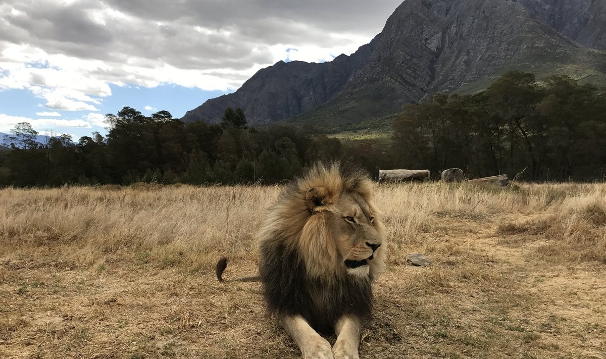 Rahulolev lõvi Lõuna-Aafrika Vabariigi metsikus looduses.