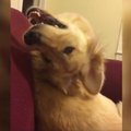 Naljavideote TOP | Koerad oskavad ka kõige mornimal hetkel oma absurdsete reaktsioonidega üllatada