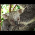 VIDEO | Austraalia loomaaias tuli ilmale üliharuldane valge koaalapoeg