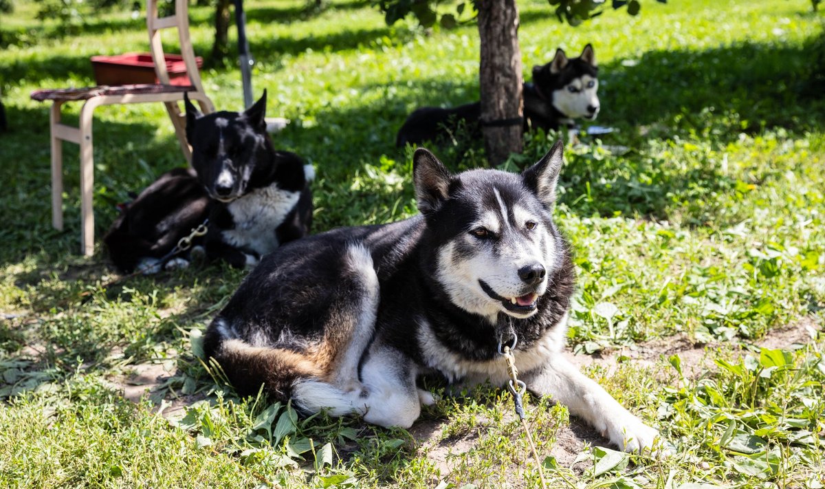 Siberi haskid