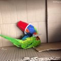 Naljakas VIDEO | Vaata, milline näeb välja papagoi, kes satub oma mänguasjast lausa vaimustusse!
