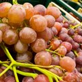10 põhjust ampsata rohkem viinamarju